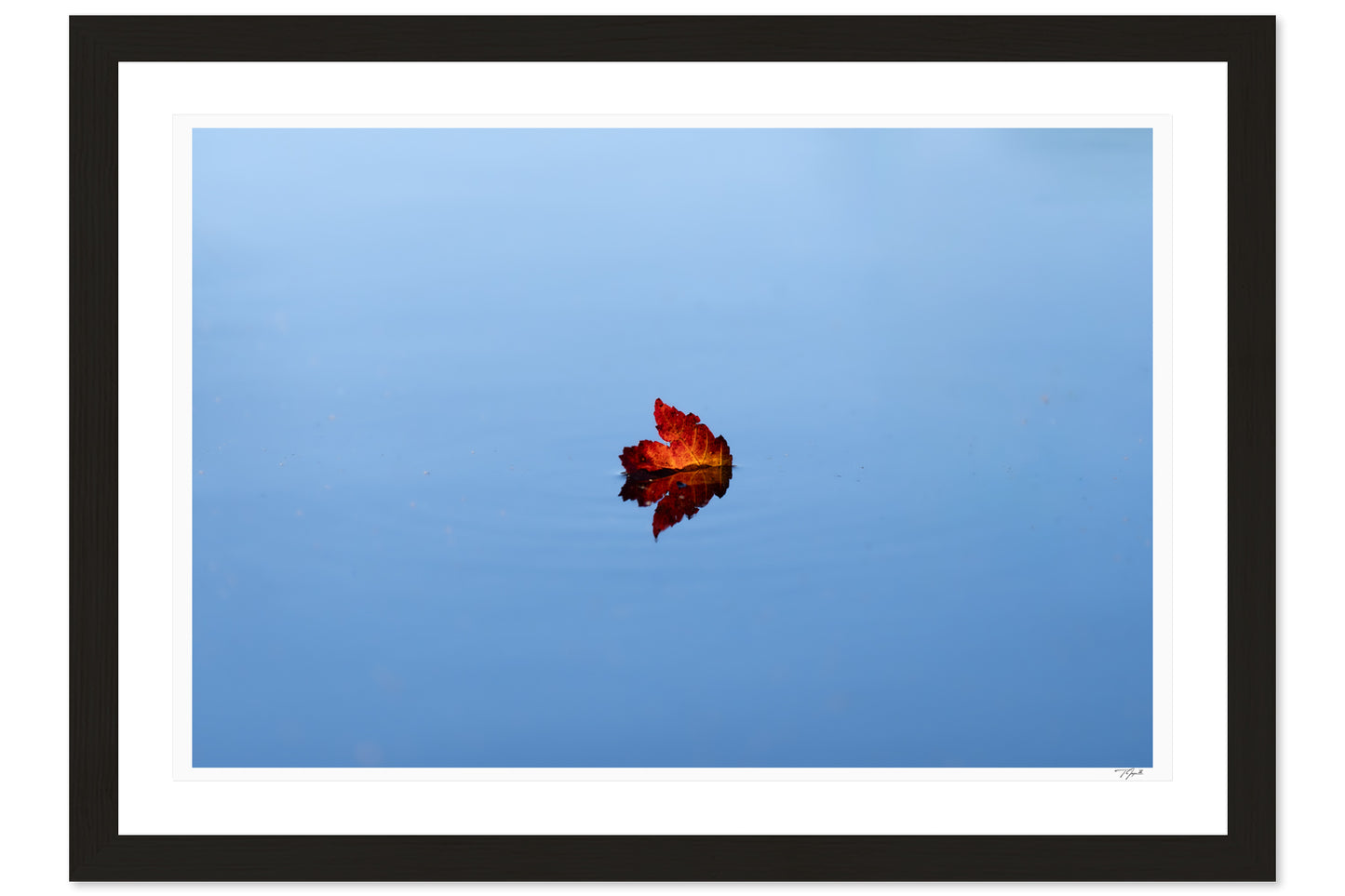 Floating Leaf
