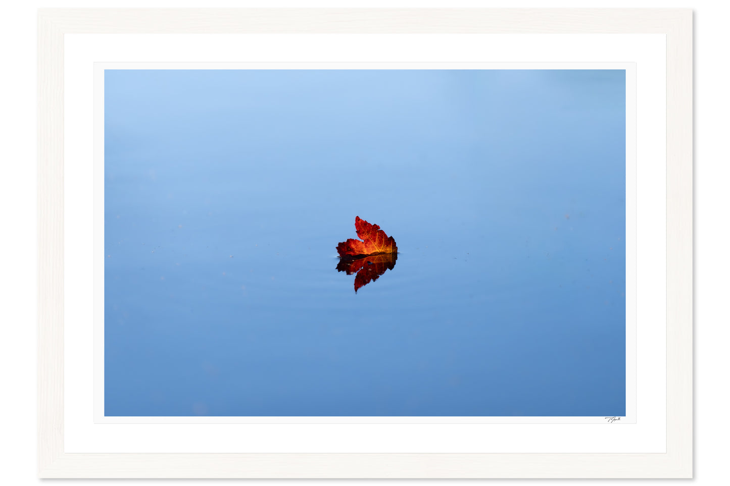 Floating Leaf
