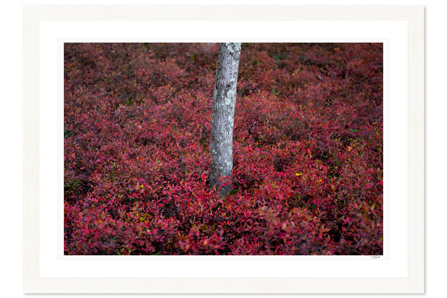 Blueberry Bushes