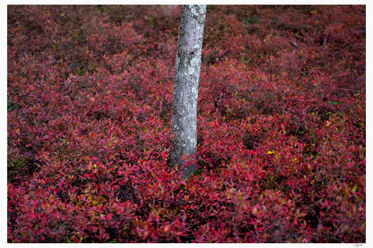 Blueberry Bushes