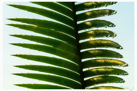 Dew Drenched - Tommy Joyce