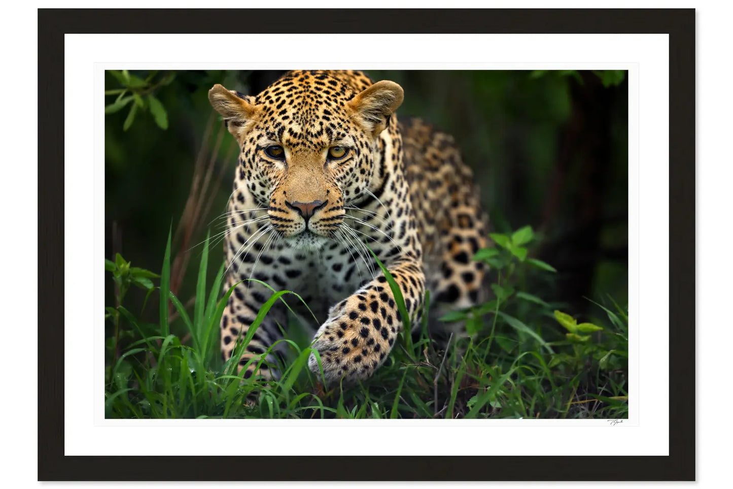 Leopard Prowl - Tommy Joyce