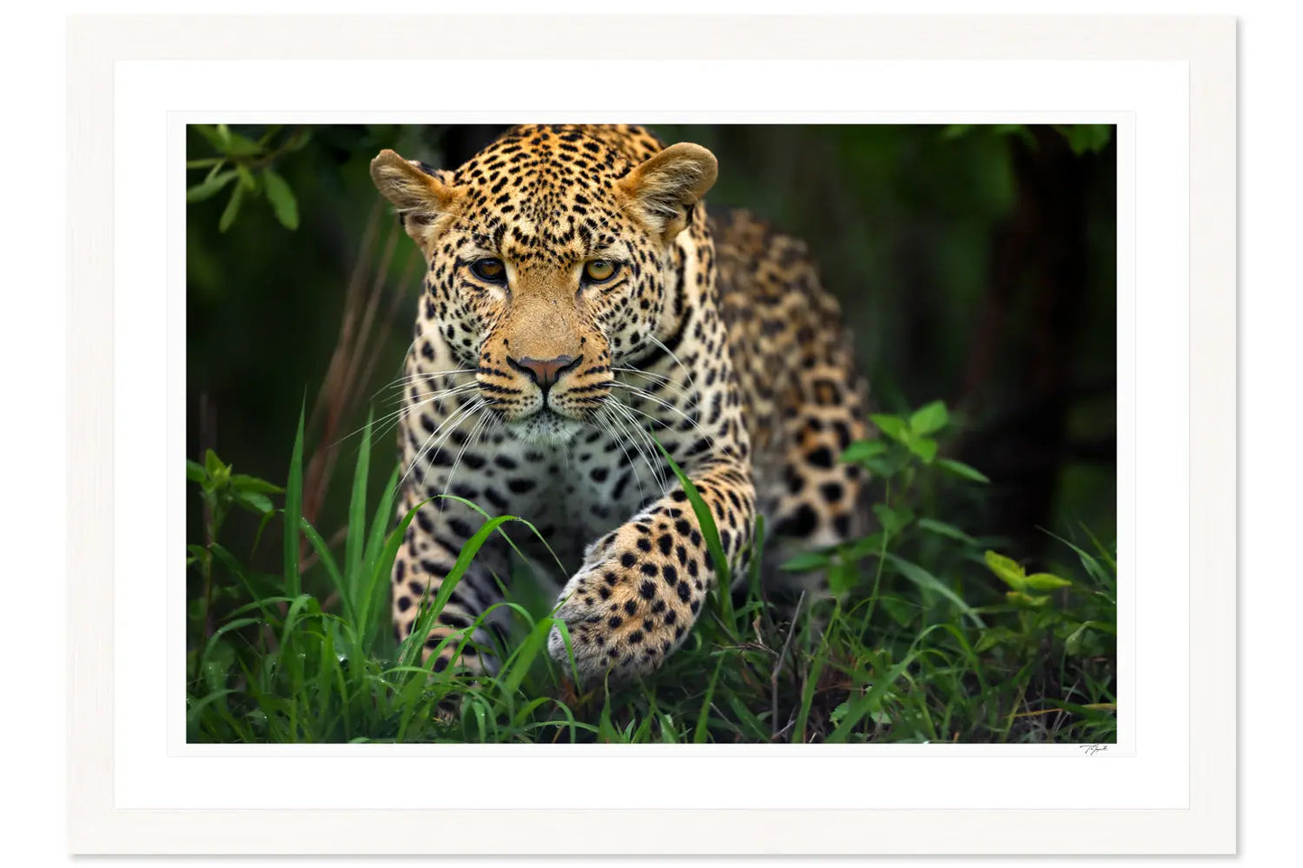 Leopard Prowl - Tommy Joyce