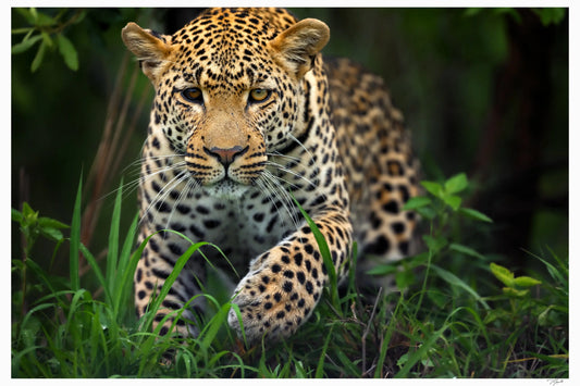 Leopard Prowl - Tommy Joyce