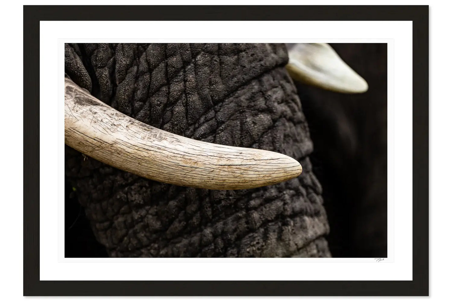 Young Tusk - Tommy Joyce
