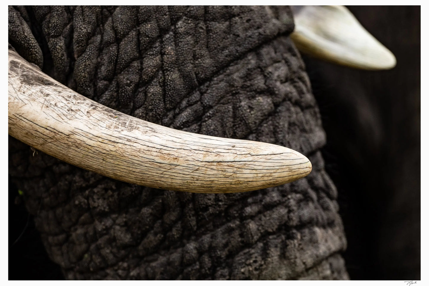Young Tusk - Tommy Joyce