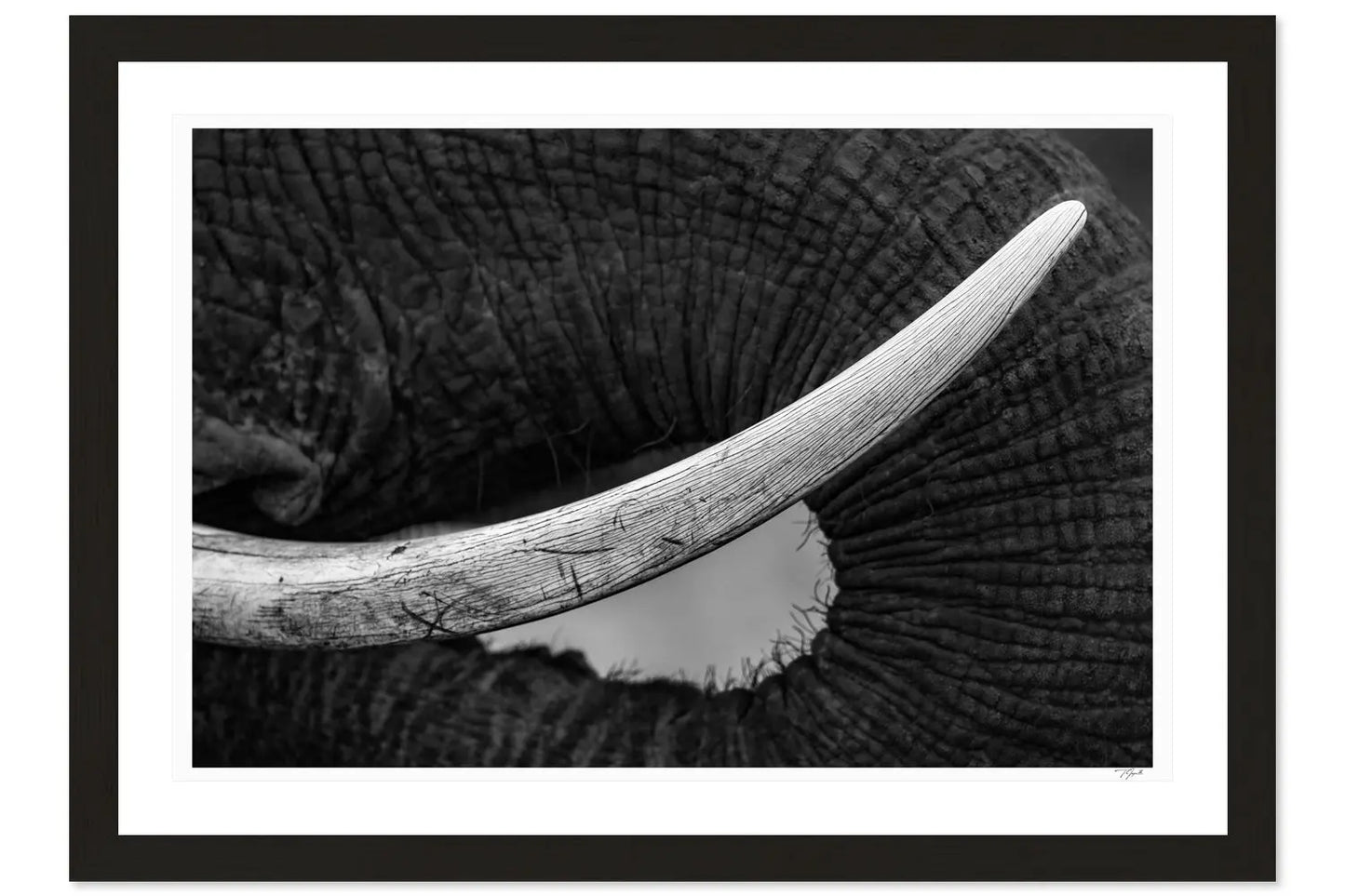 Tusk Scars My Store