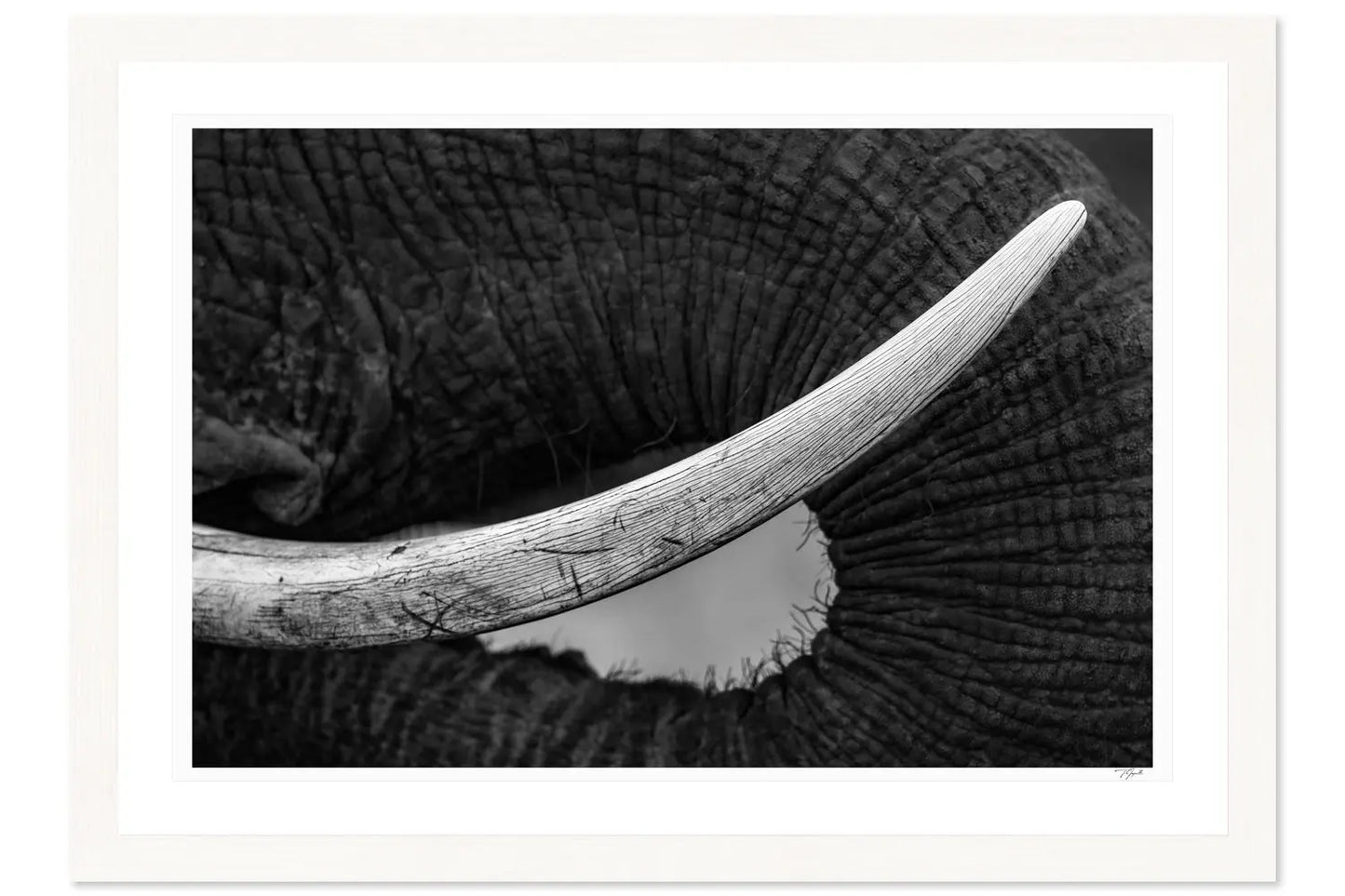 Tusk Scars My Store