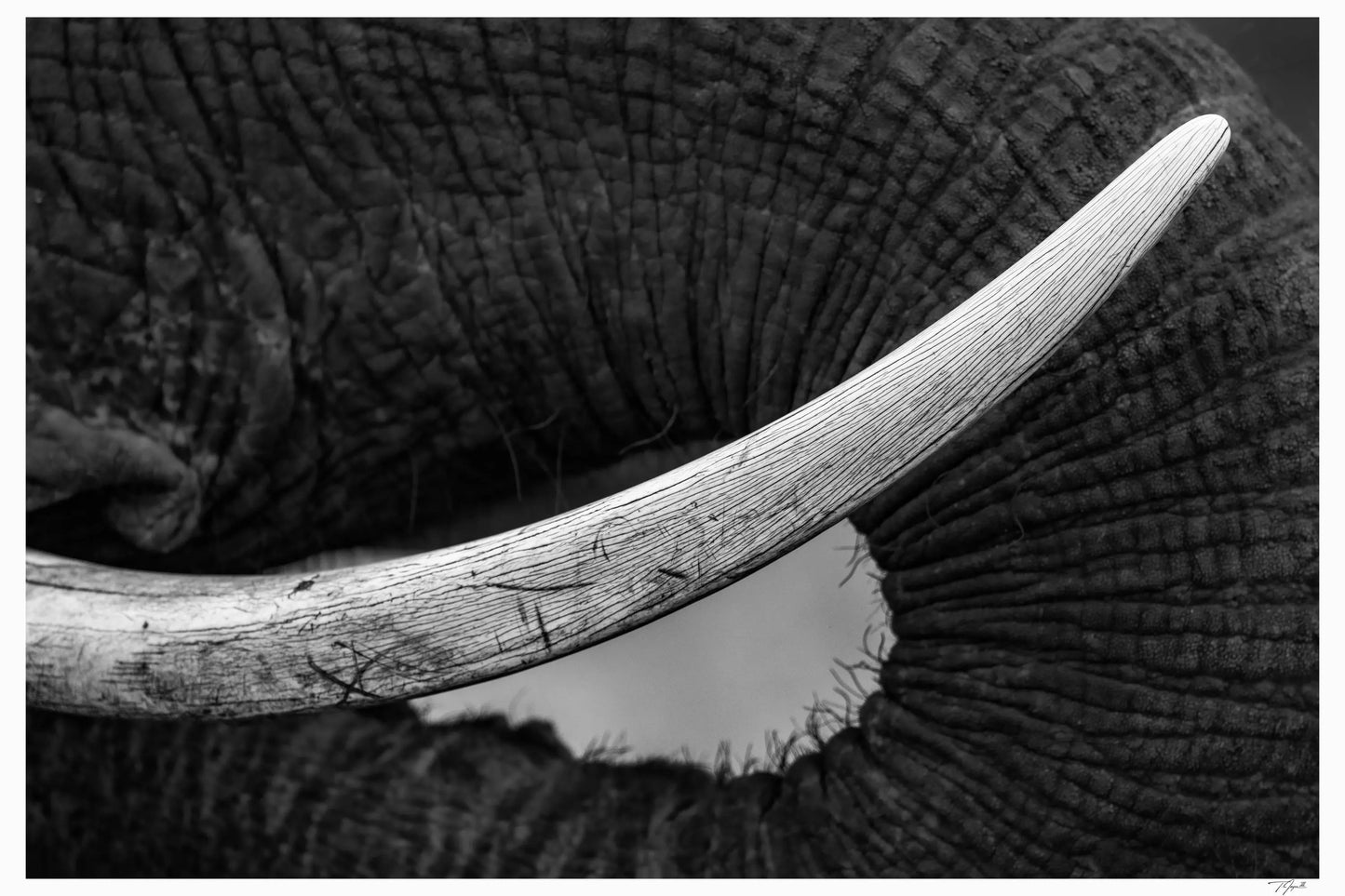 Tusk Scars My Store