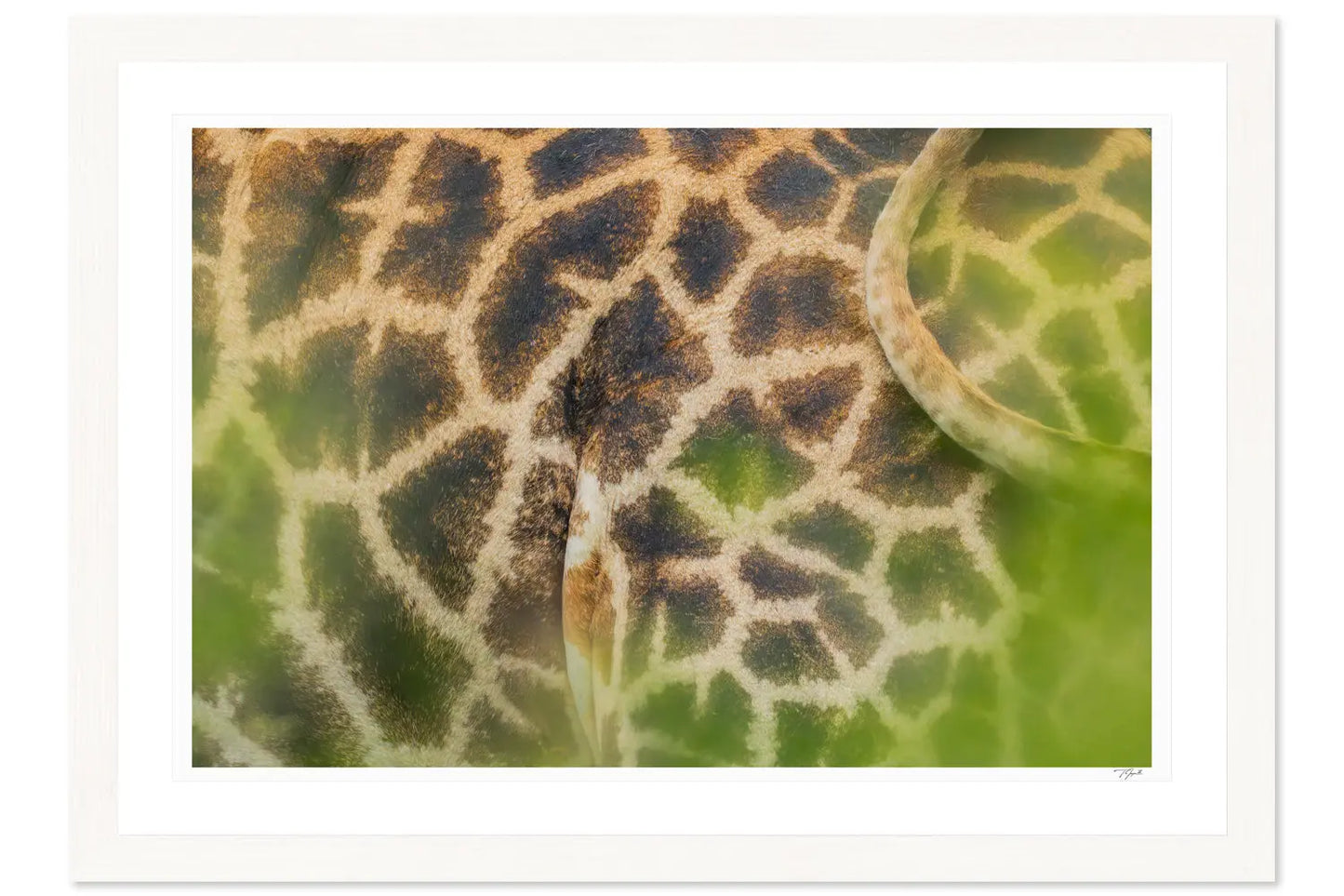 Giraffe Patterns My Store