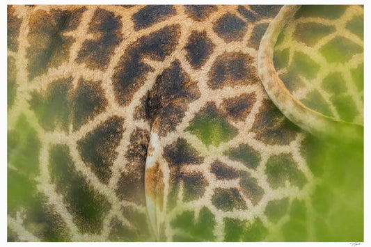 Giraffe Patterns My Store