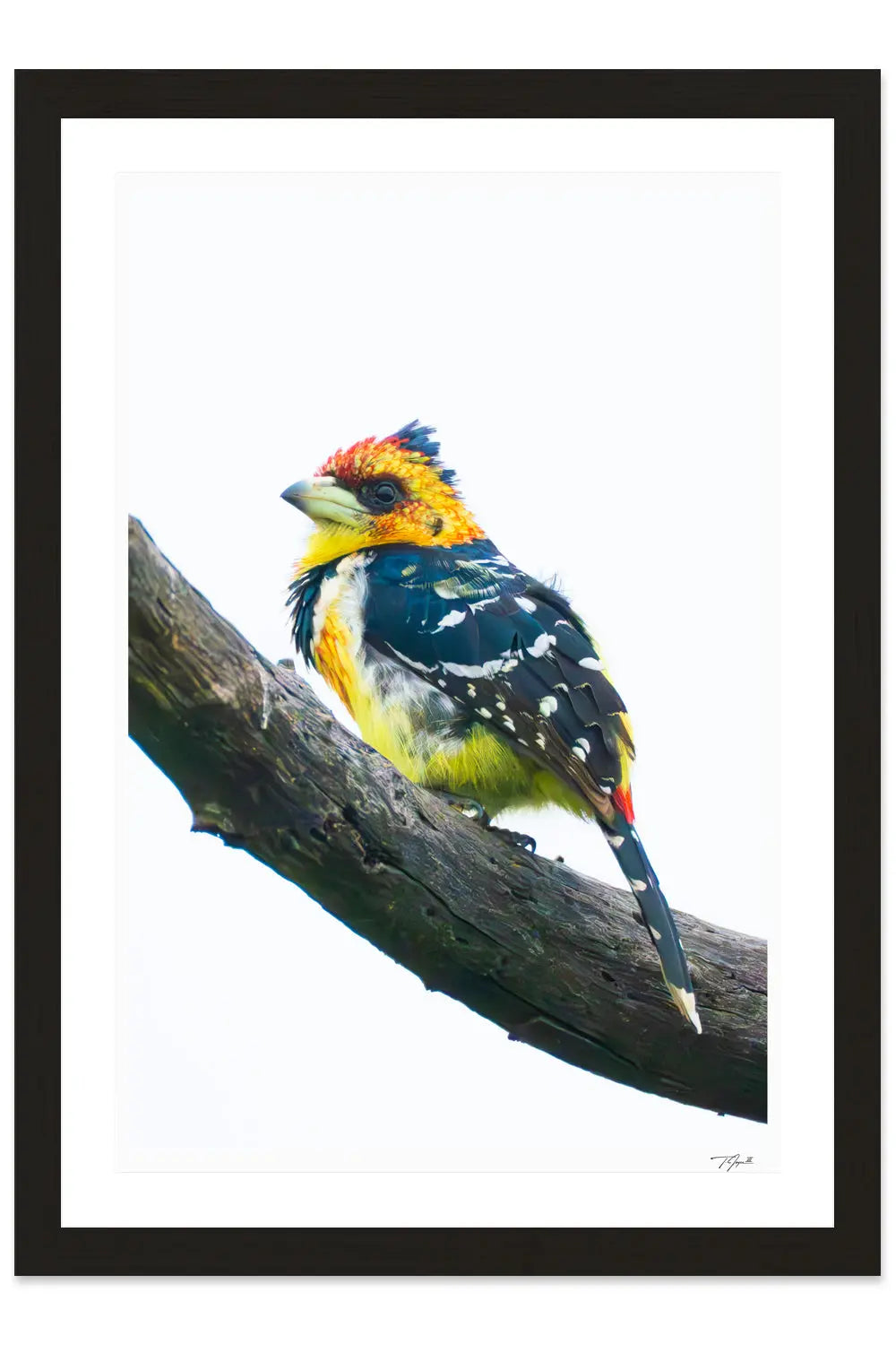 Crested Barbet - Tommy Joyce