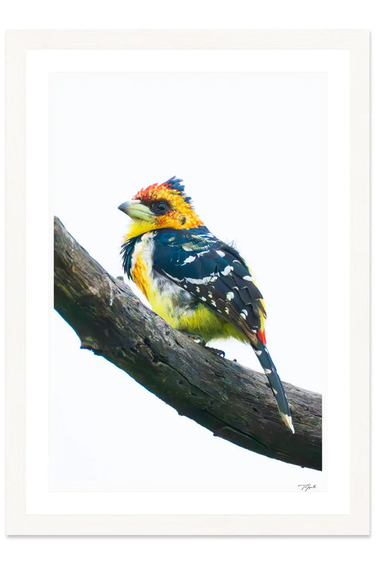 Crested Barbet - Tommy Joyce