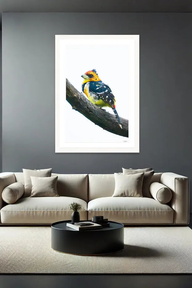 Crested Barbet - Tommy Joyce