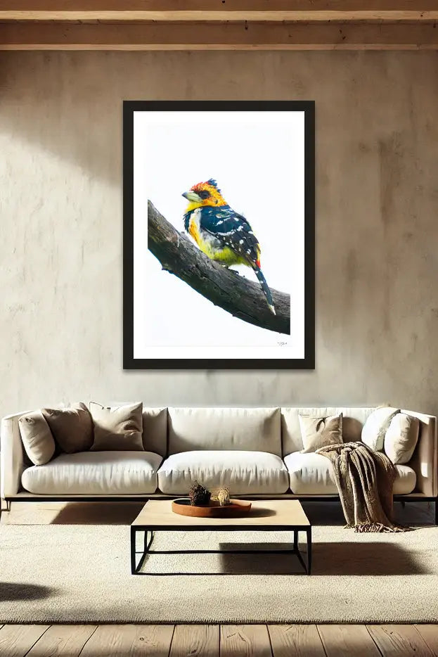 Crested Barbet - Tommy Joyce