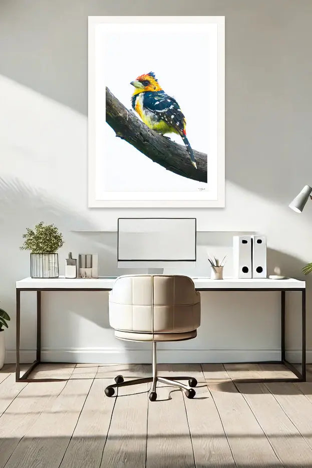 Crested Barbet - Tommy Joyce