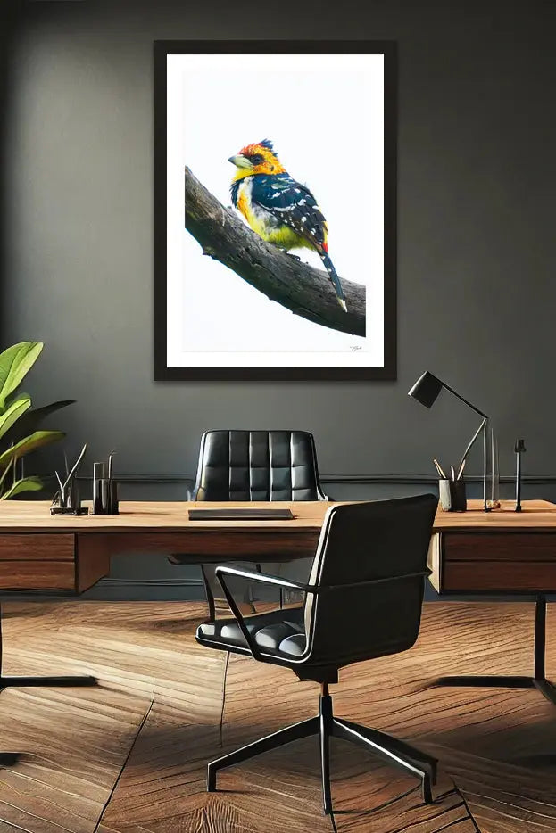 Crested Barbet - Tommy Joyce