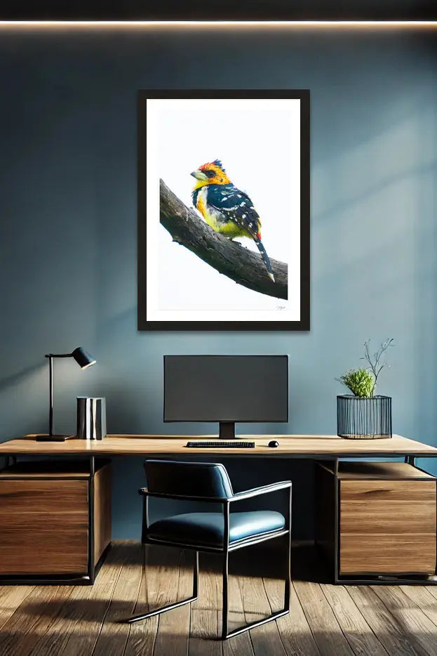 Crested Barbet - Tommy Joyce