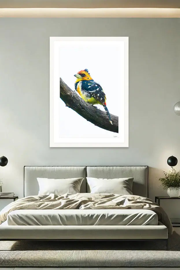 Crested Barbet - Tommy Joyce