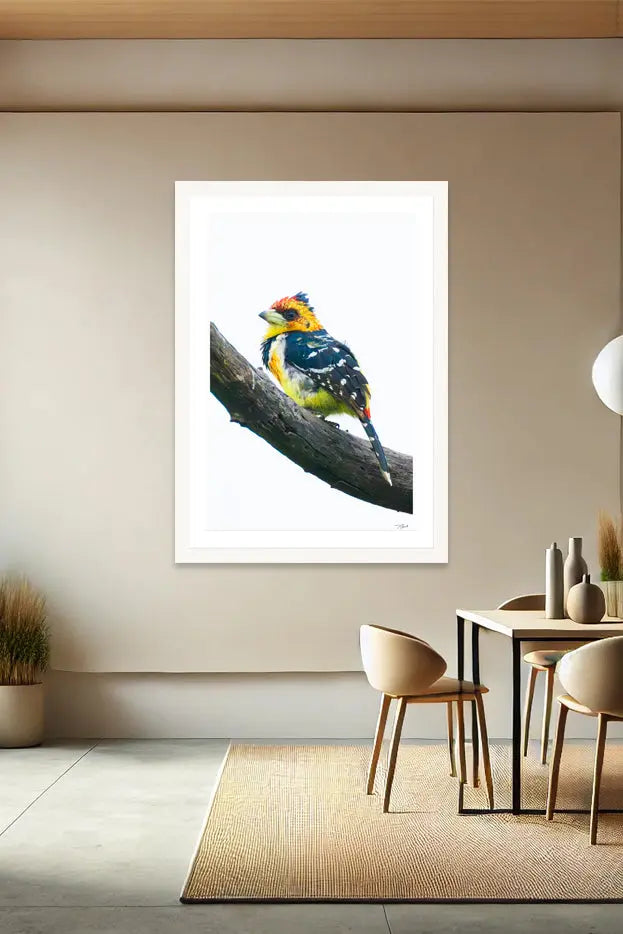 Crested Barbet - Tommy Joyce