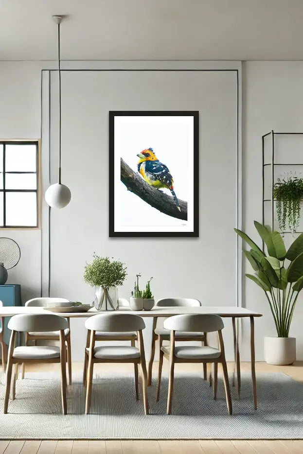 Crested Barbet - Tommy Joyce