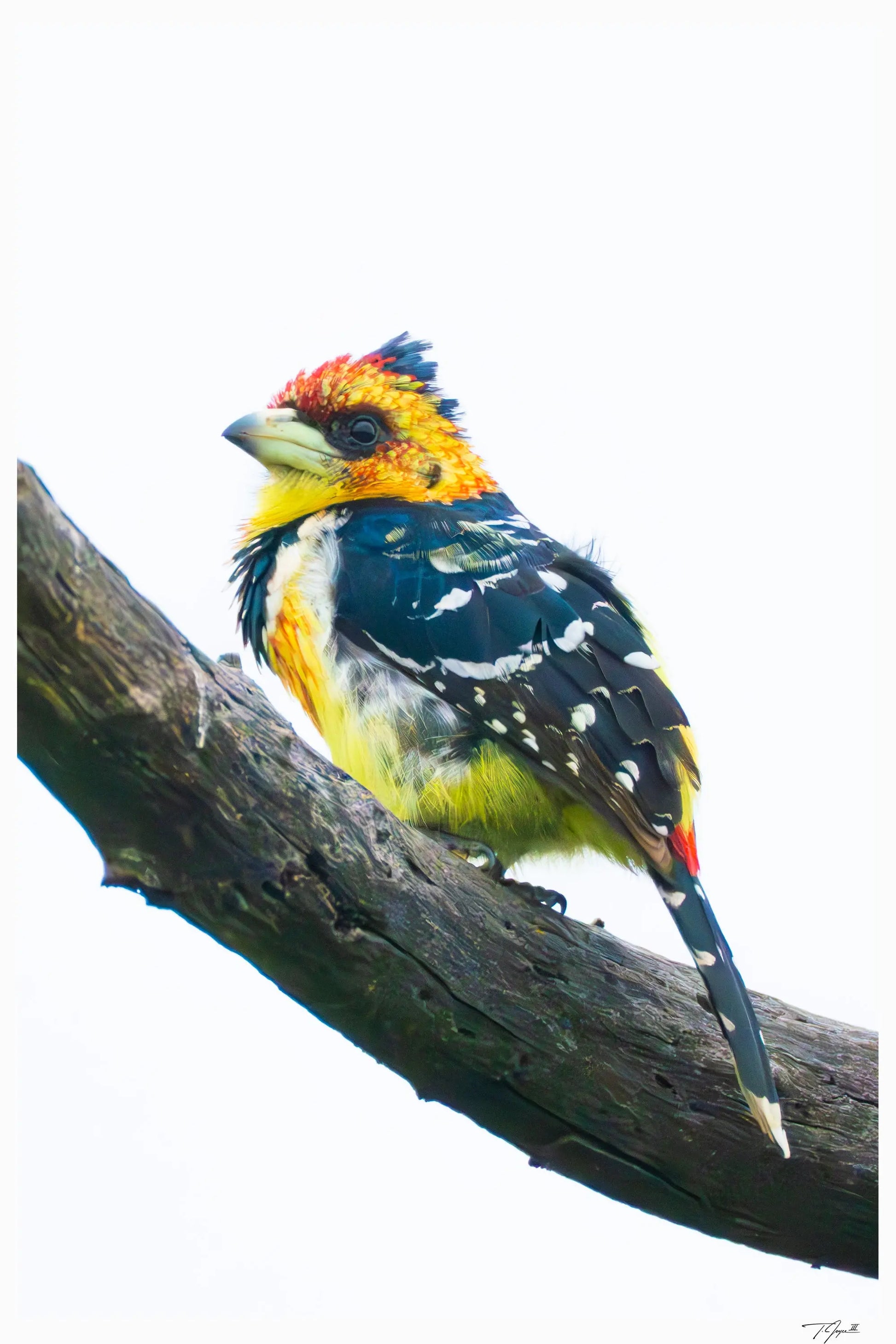Crested Barbet - Tommy Joyce