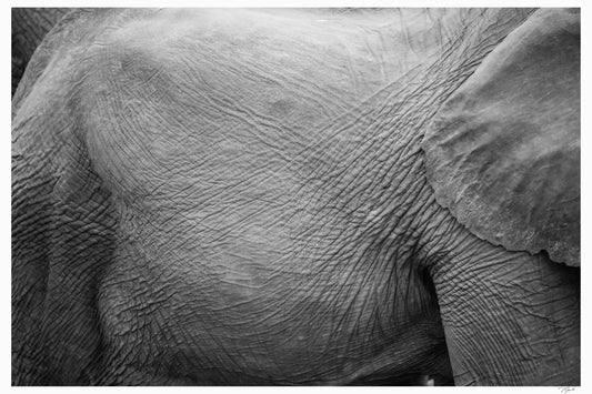 Elephant Wrinkles - Tommy Joyce