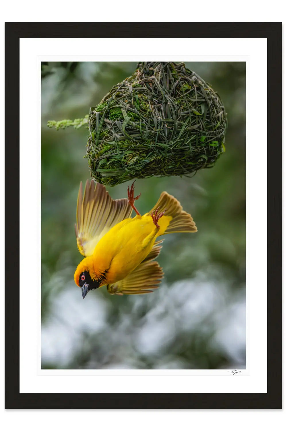Nest Exit - Tommy Joyce
