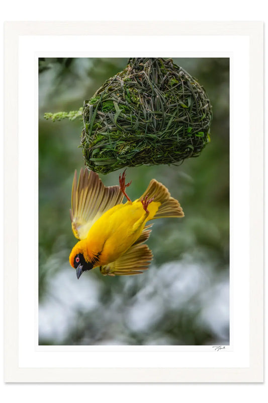 Nest Exit - Tommy Joyce