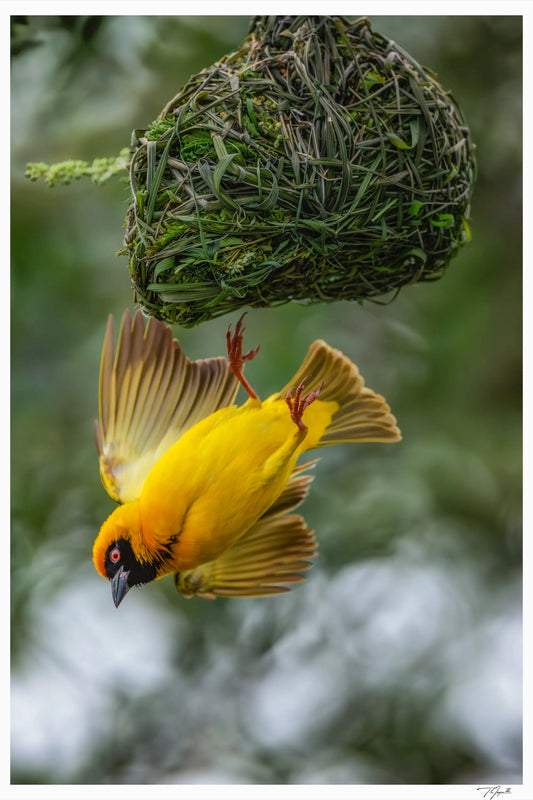 Nest Exit - Tommy Joyce