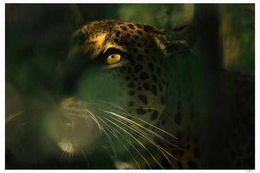 Hiddden Hunter - Tommy Joyce