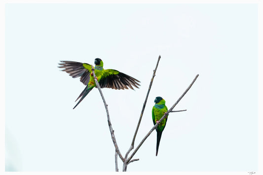 Landing Gear - Tommy Joyce