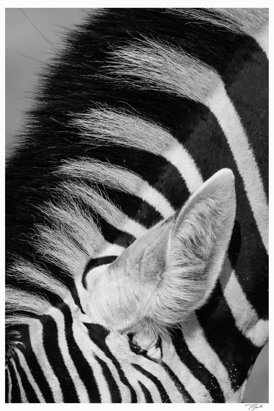 Stripe Secrets - Tommy Joyce