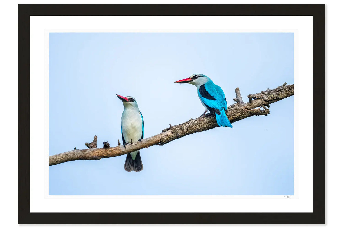 Kingfisher Friends - Tommy Joyce
