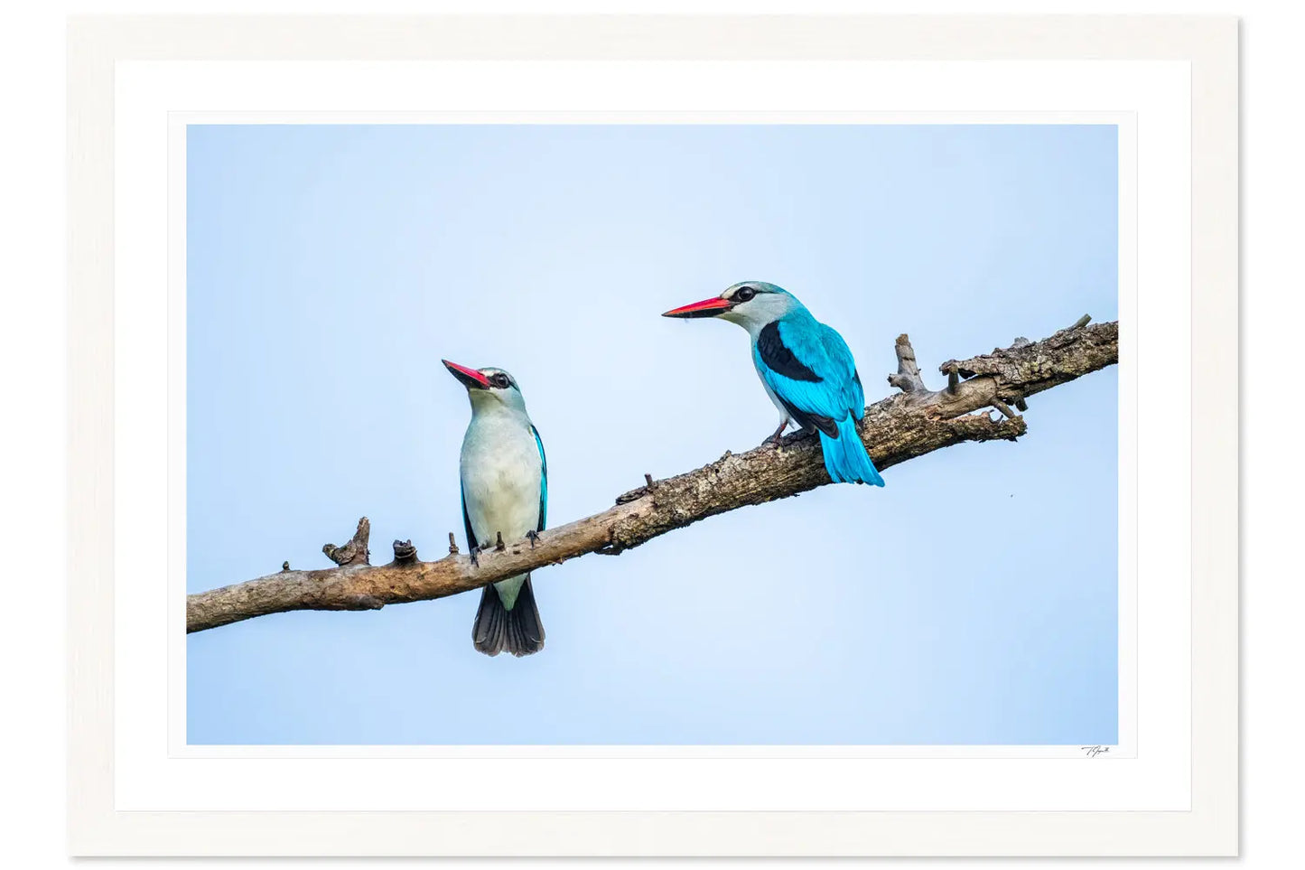 Kingfisher Friends - Tommy Joyce