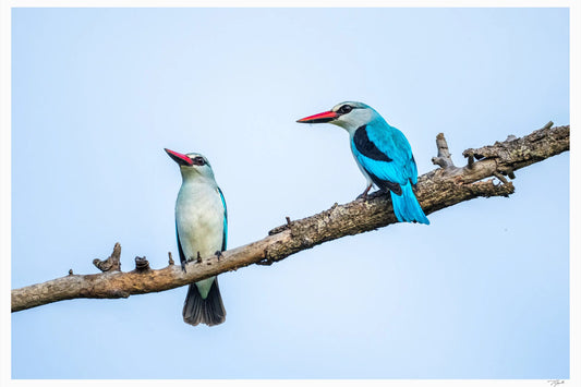 Kingfisher Friends - Tommy Joyce