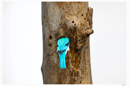 Kingfisher Feathers My Store