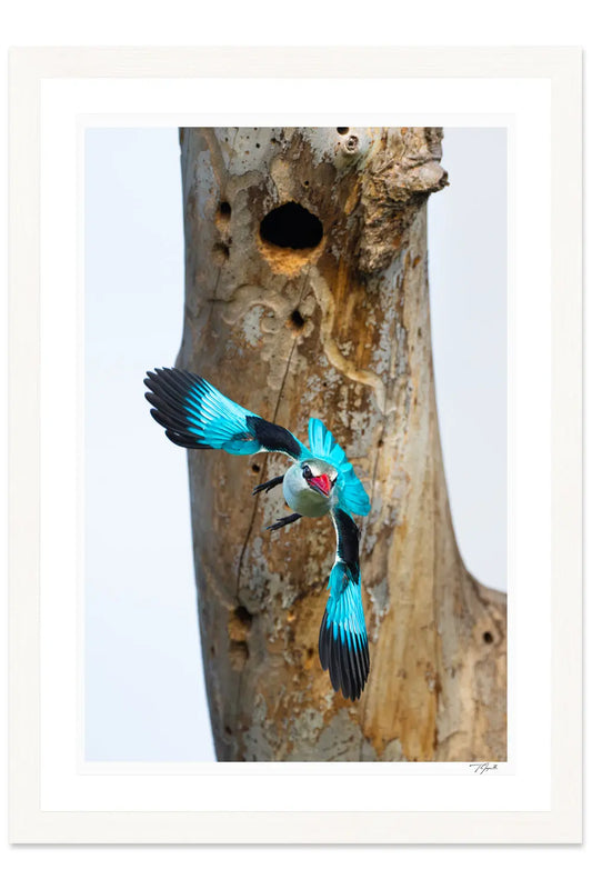 Bomb Drop - Tommy Joyce