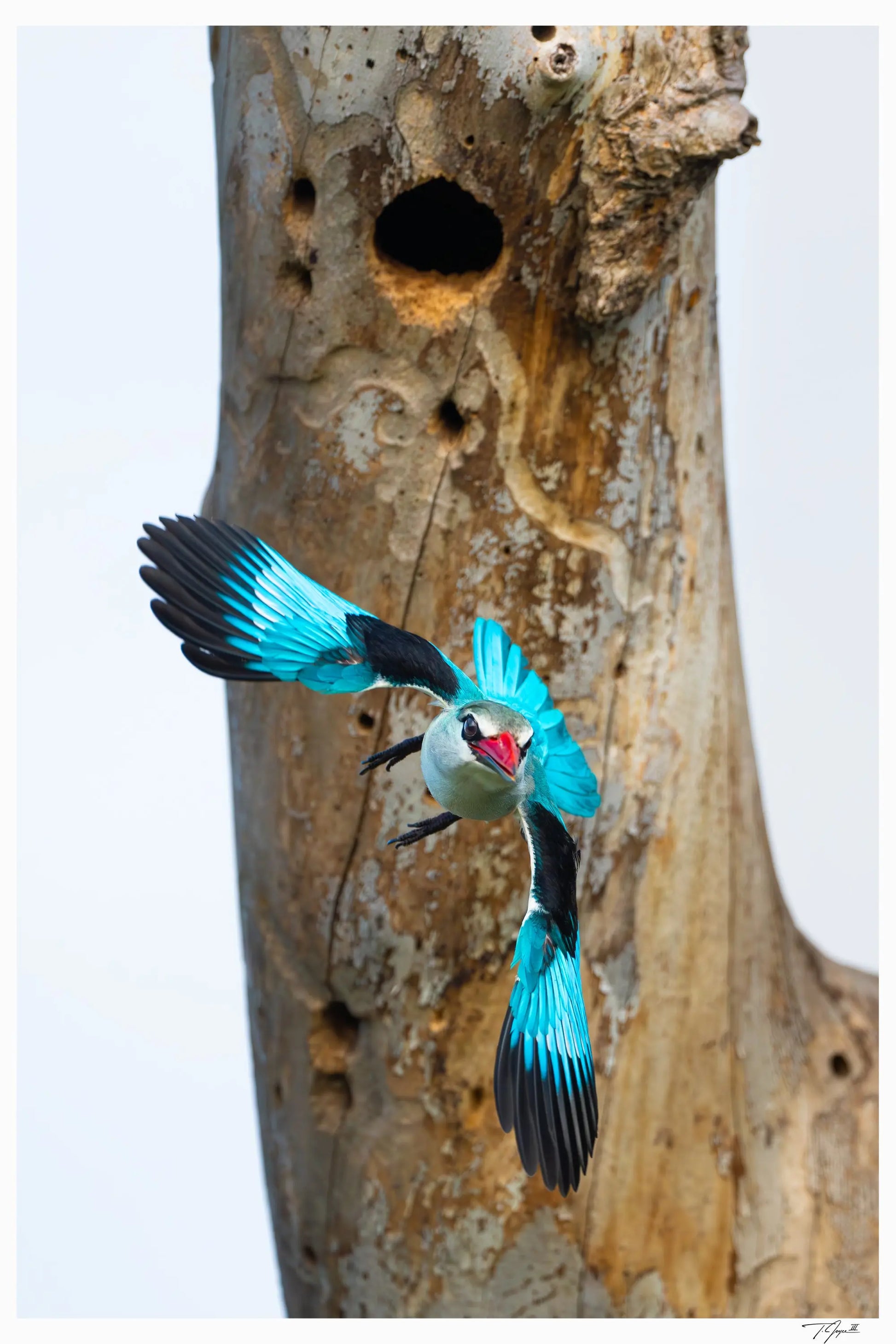 Bomb Drop - Tommy Joyce