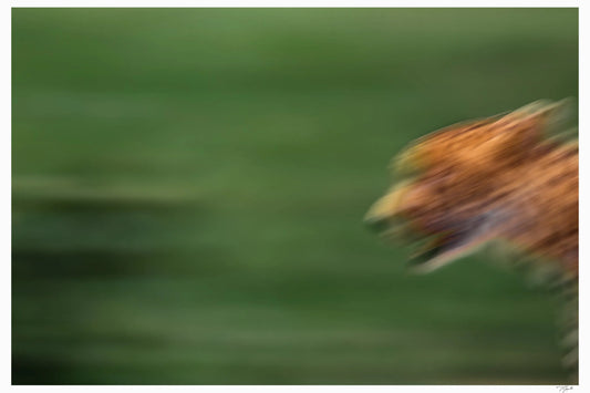 Cheetah Prowl My Store