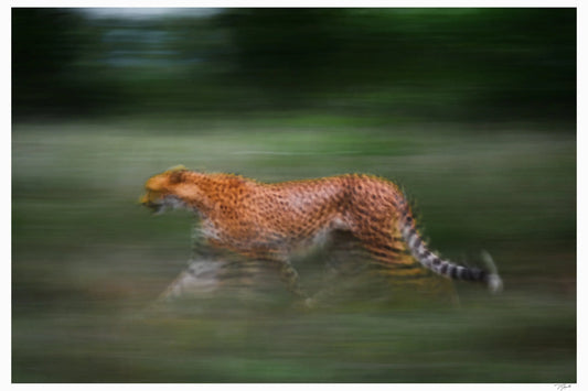 Single Speed - Tommy Joyce