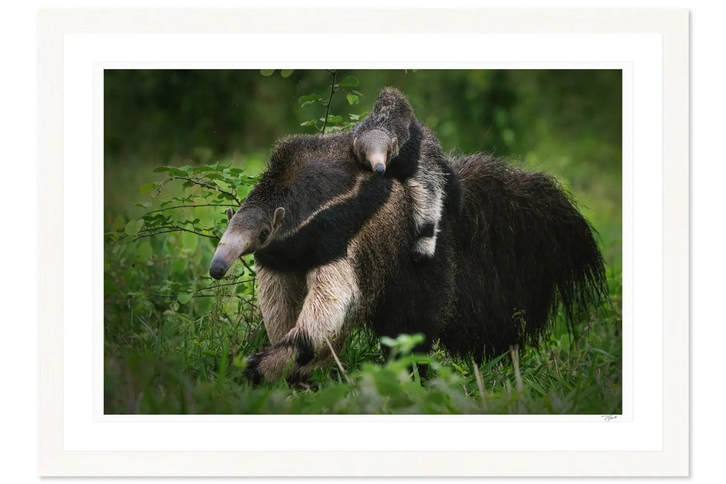 Anteater Love - Tommy Joyce