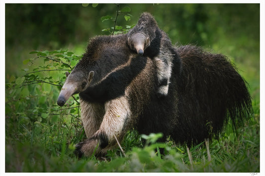 Anteater Love - Tommy Joyce