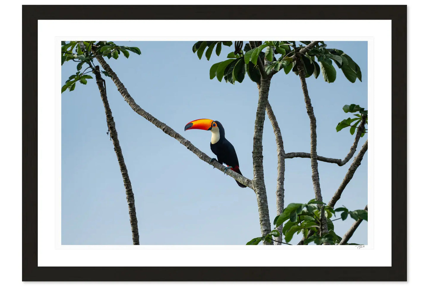 Toucan My Store