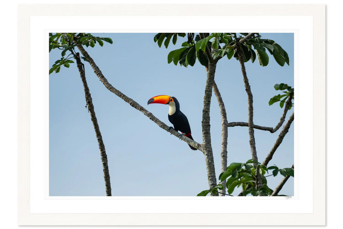 Toucan My Store