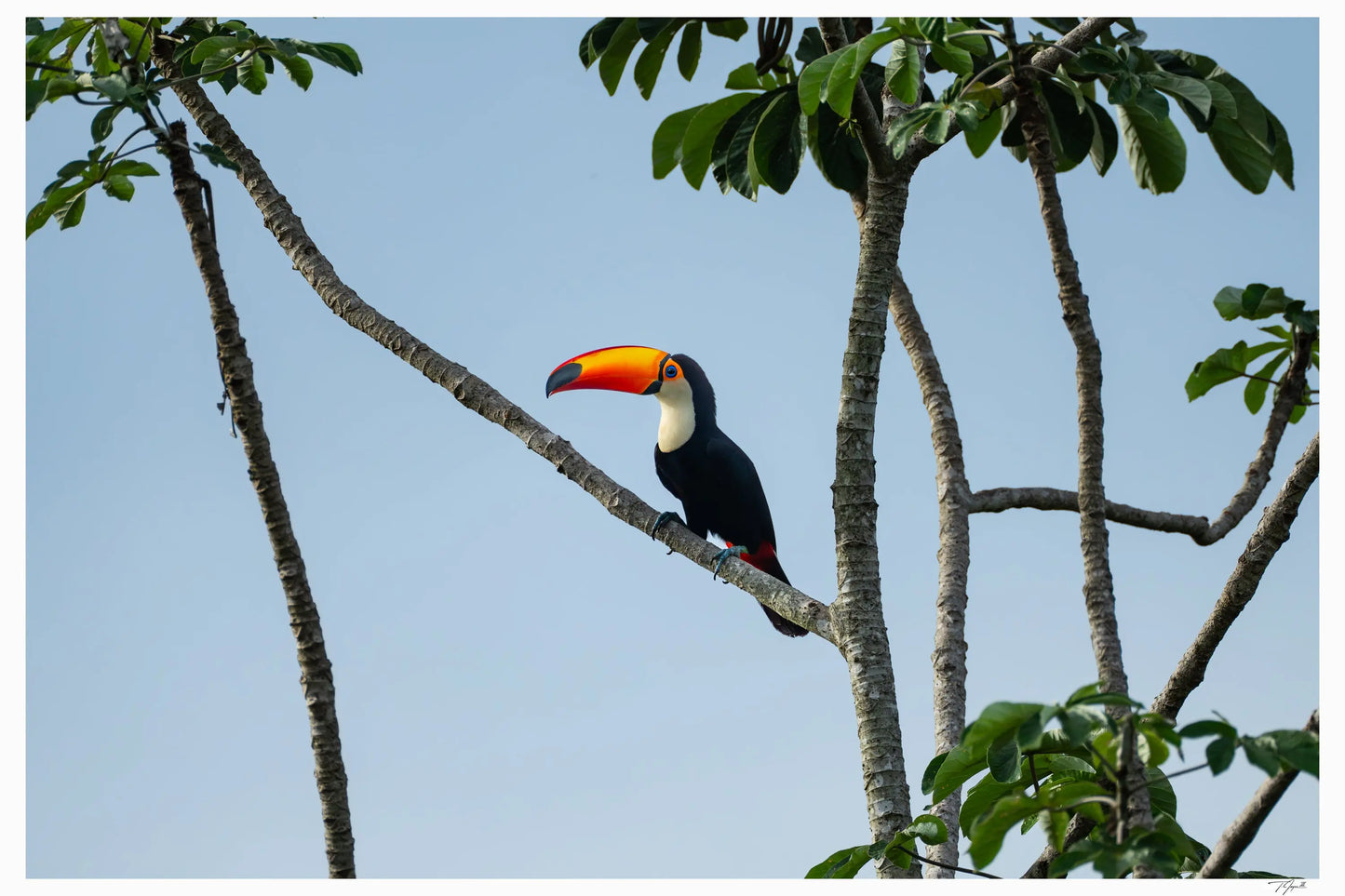 Toucan My Store