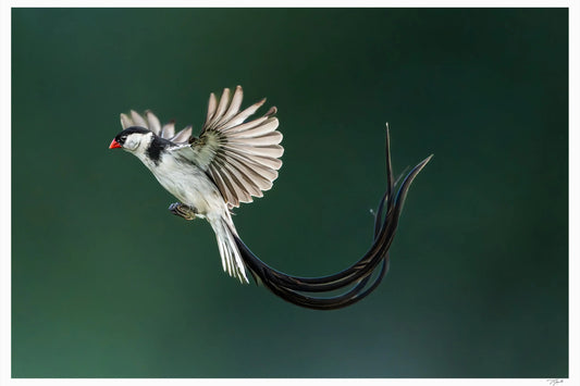 Whydah One - Tommy Joyce