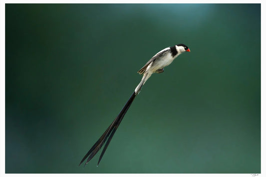 Whydah Two - Tommy Joyce