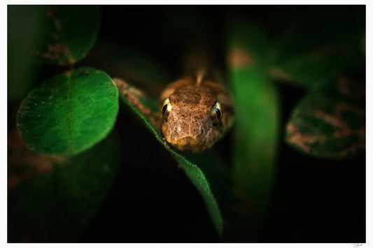 Snake Eyes - Tommy Joyce