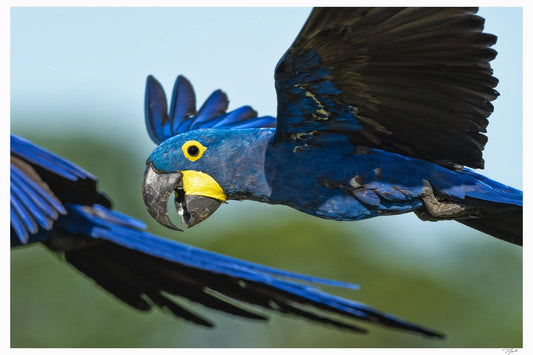 Blue Macaws My Store